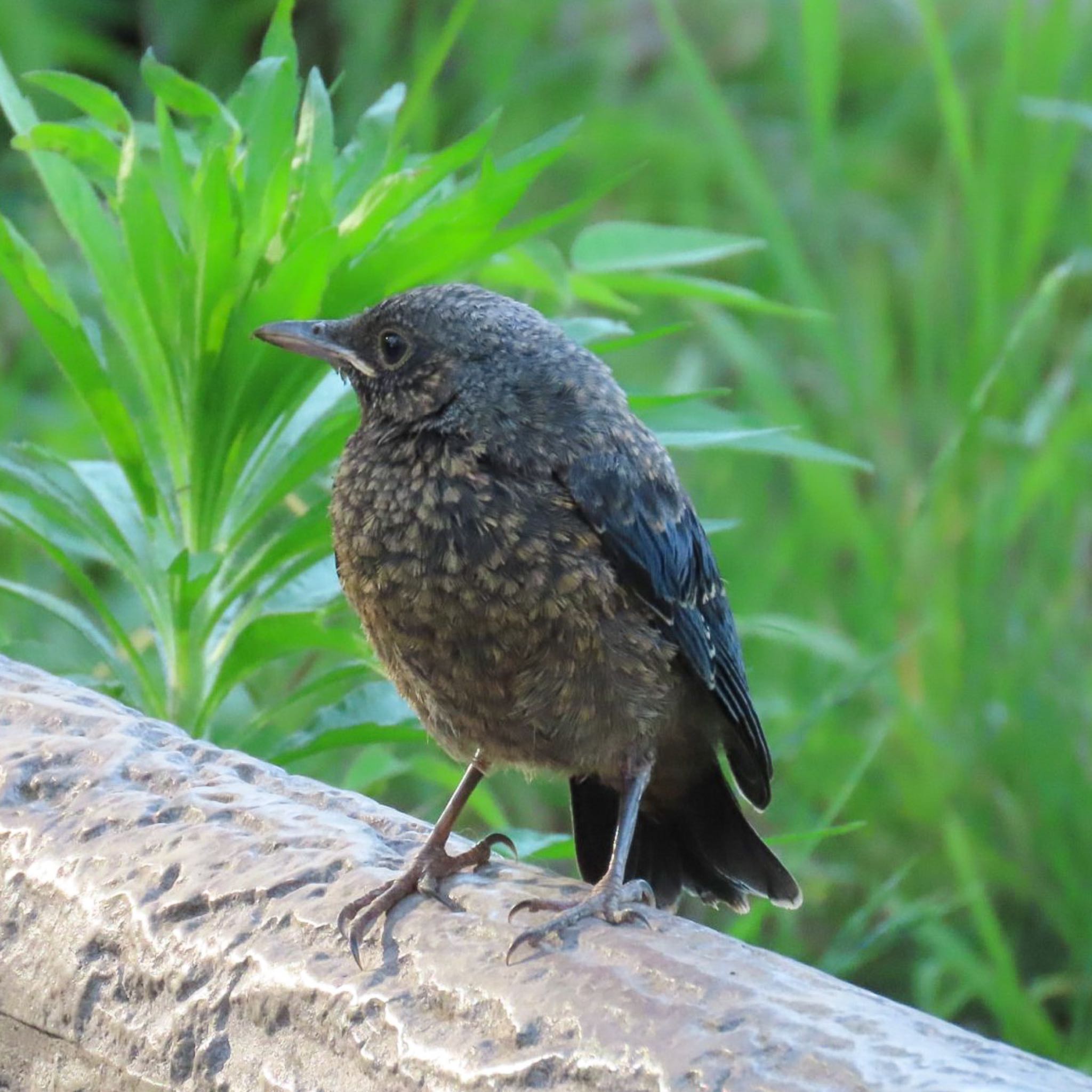 Photo of Blue Rock Thrush at 菊名池公園(神奈川県横浜市) by チェブ