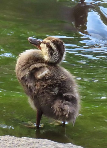 2021年6月3日(木) 菊名池公園(神奈川県横浜市)の野鳥観察記録