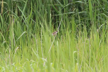 セッカ 浮島ヶ原自然公園 2021年6月19日(土)