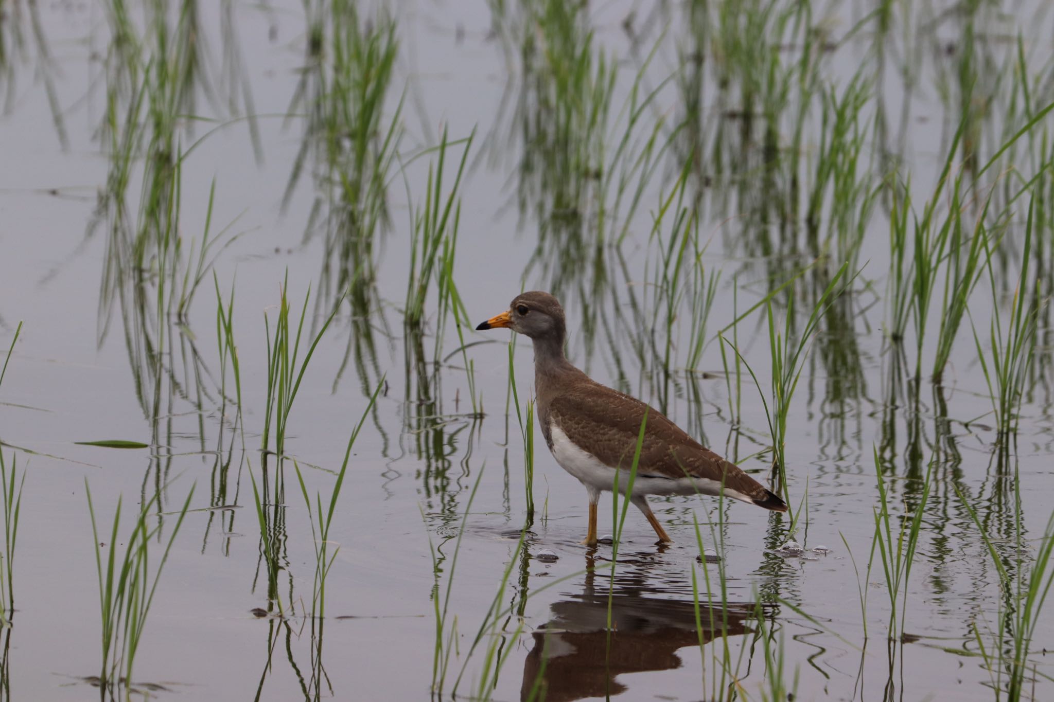 Grey-headed Lapwing