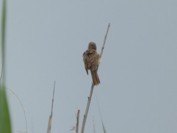 Sat, 6/19/2021 Birding report at 浮島ヶ原自然公園