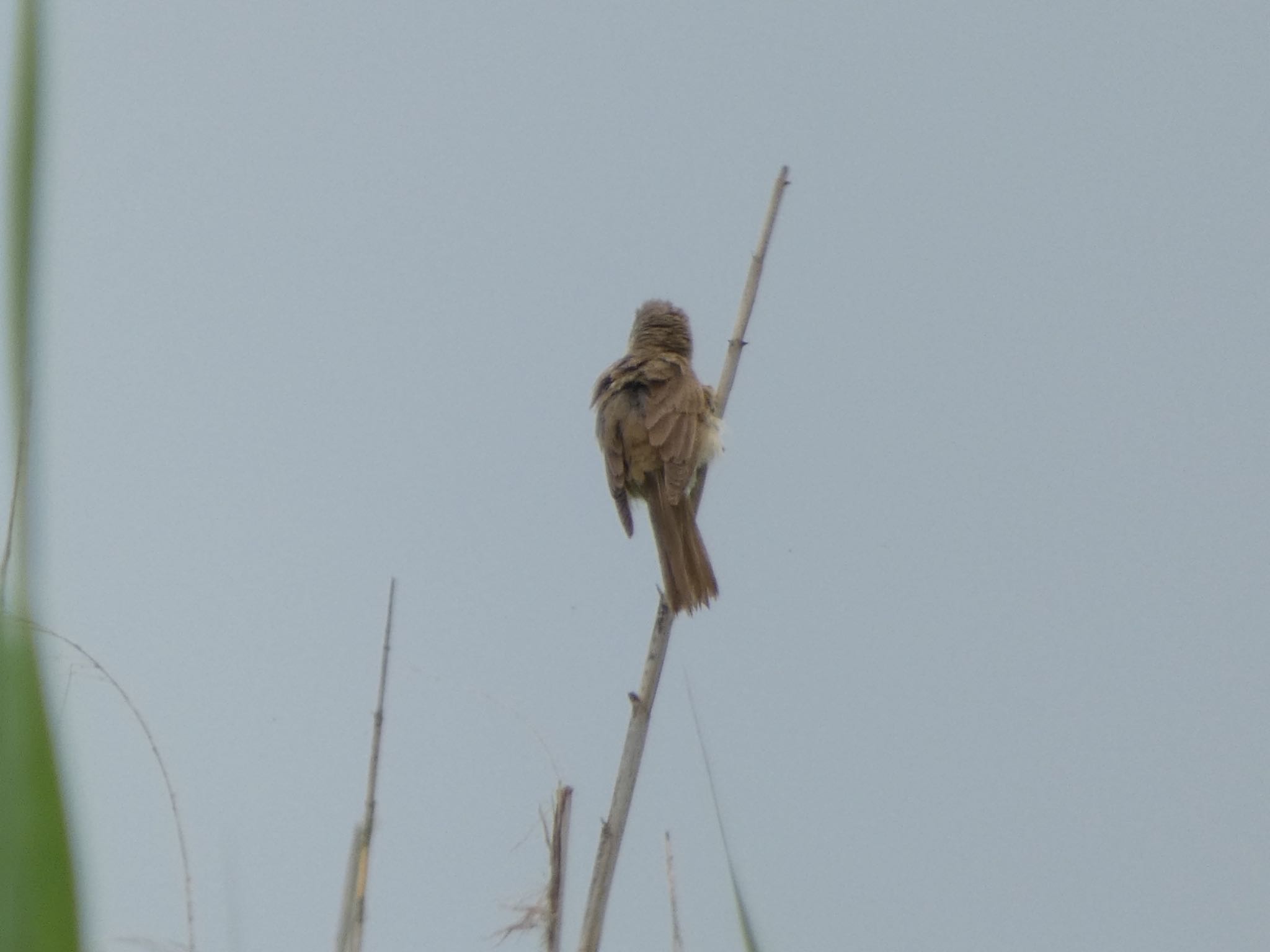 Oriental Reed Warbler