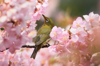 Warbling White-eye 岐阜市 Sun, 3/19/2017