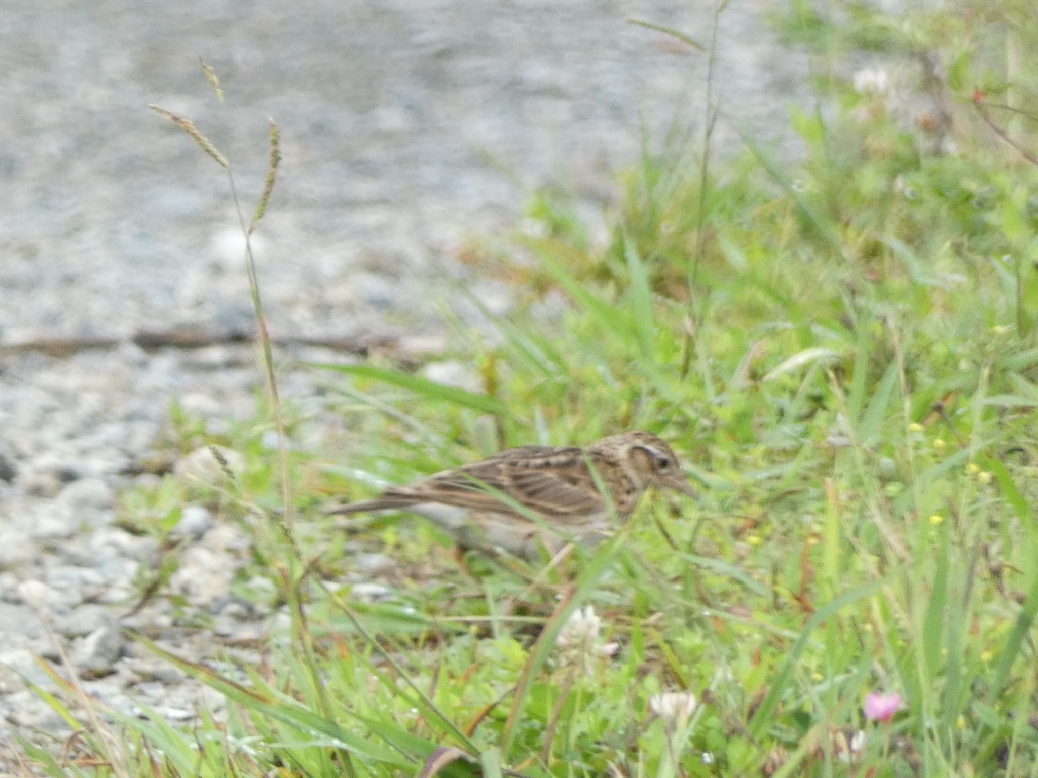 Eurasian Skylark