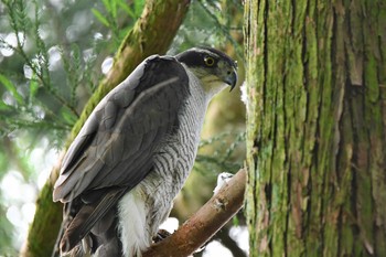 Sun, 6/13/2021 Birding report at 大山公園(鶴岡市)