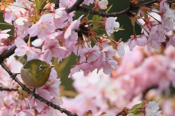 Warbling White-eye 岐阜市 Sun, 3/19/2017