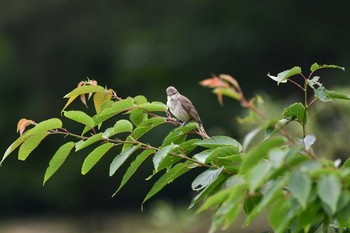 Oriental Reed Warbler 大山公園(鶴岡市) Sun, 6/13/2021