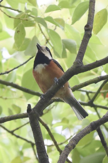 Varied Tit 相楽園 Sat, 5/15/2021