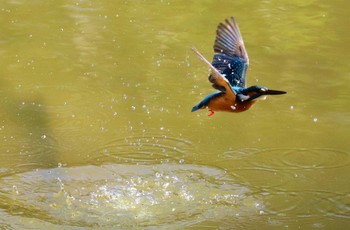 カワセミ 豊ヶ丘南公園 2021年1月31日(日)