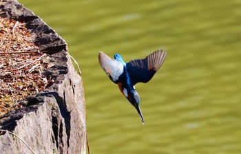 カワセミ 豊ヶ丘南公園 2021年1月31日(日)