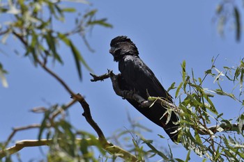 Red-tailed Black Cockatoo Lake Field National Park Sat, 10/19/2019