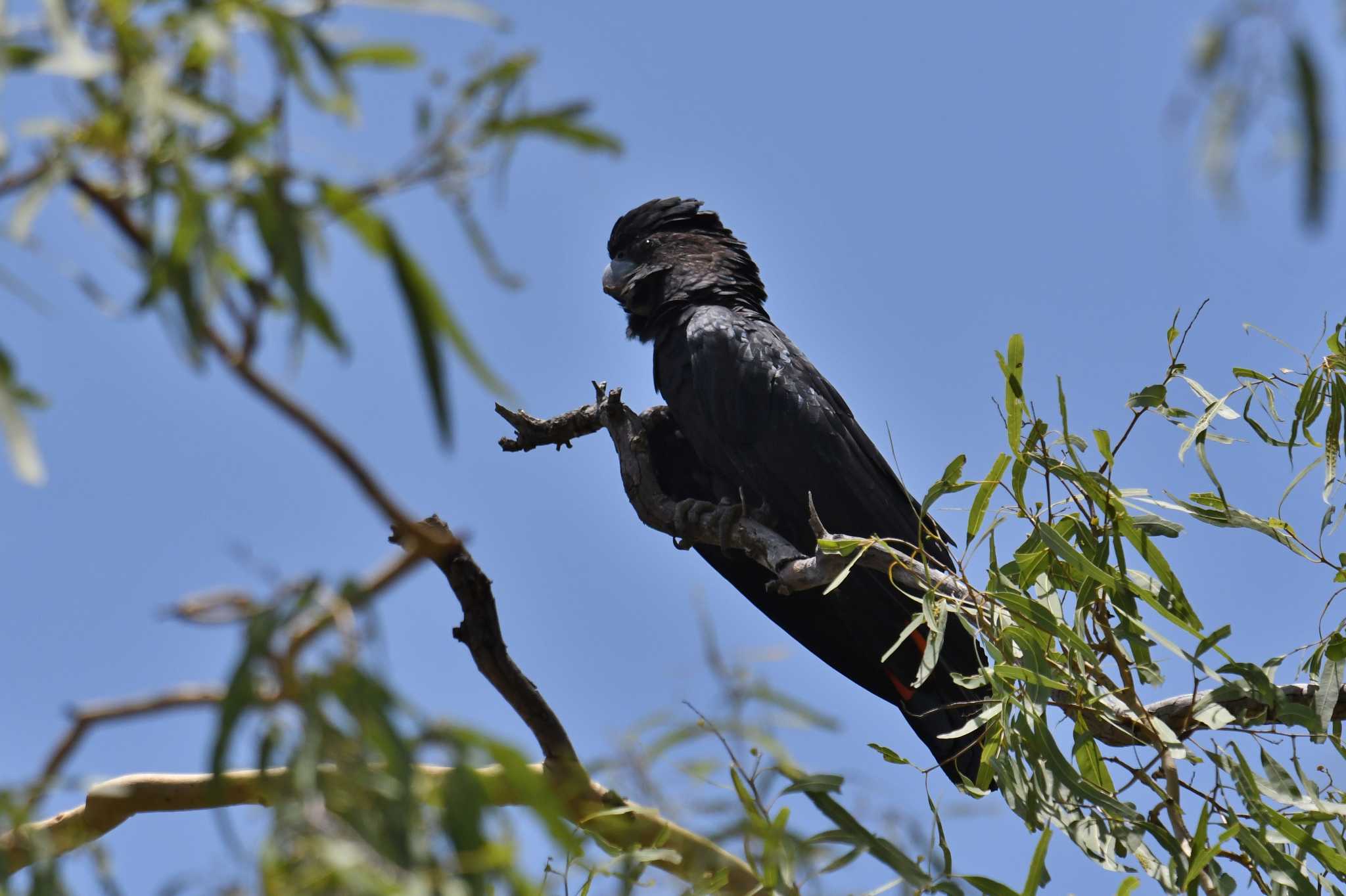 Photo of Red-tailed Black Cockatoo at Lake Field National Park by あひる