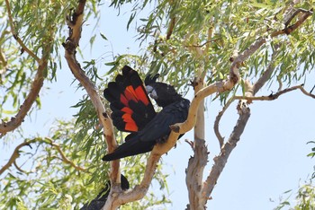 Red-tailed Black Cockatoo Lake Field National Park Sat, 10/19/2019