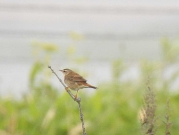 2021年6月12日(土) 湧洞沼(豊頃町)の野鳥観察記録