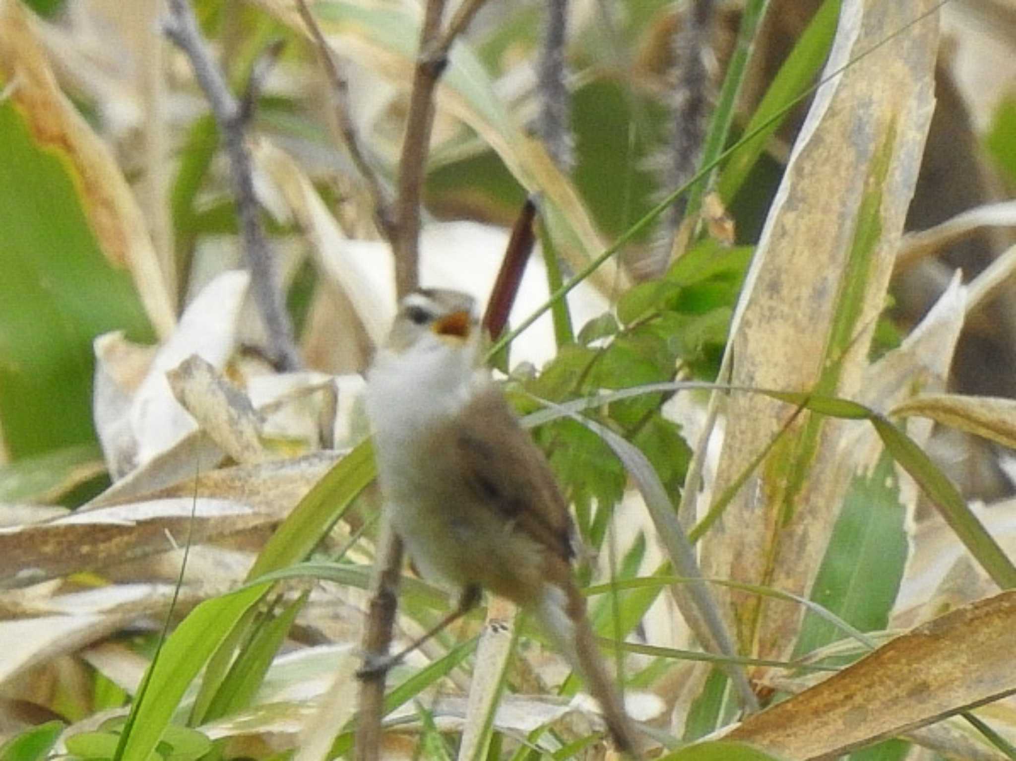 これはコヨシキリ、ピンぼけだけど by ノビタキ王国の住民 