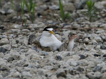 2021年6月18日(金) 愛知県の野鳥観察記録