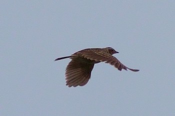 2021年6月12日(土) 福岡空港の野鳥観察記録