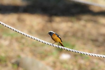 Daurian Redstart Koishikawa Botanical Garden(University of Tokyo) Sun, 1/22/2017