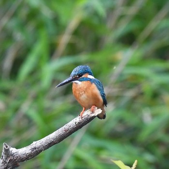 カワセミ こども自然公園 (大池公園/横浜市) 2021年5月30日(日)