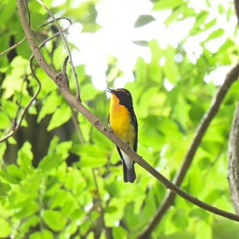 2021年5月30日(日) こども自然公園 (大池公園/横浜市)の野鳥観察記録