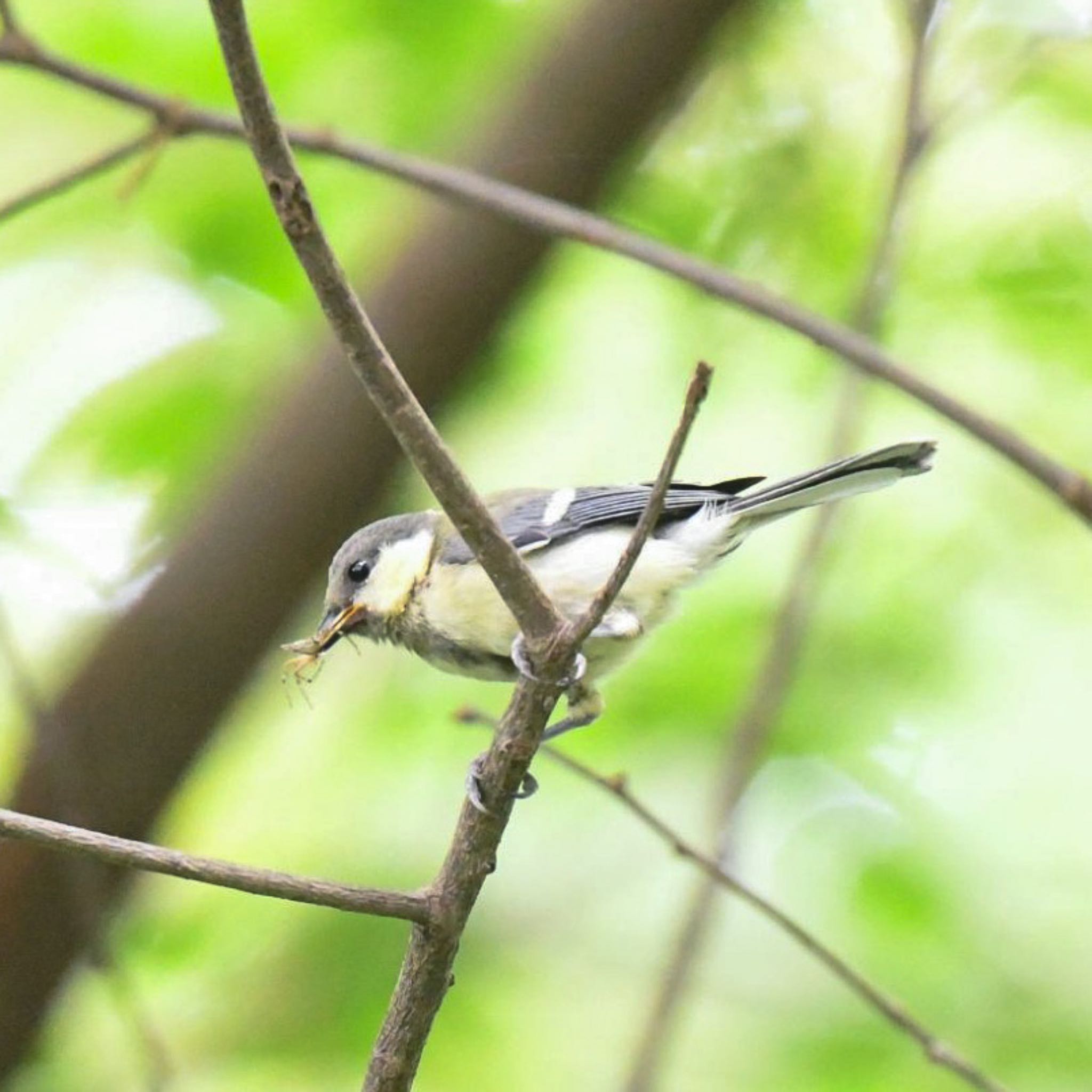 こども自然公園 (大池公園/横浜市) シジュウカラの写真 by チェブ