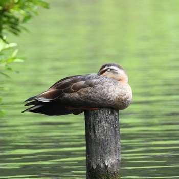 カルガモ こども自然公園 (大池公園/横浜市) 2021年5月30日(日)