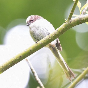 2021年5月29日(土) 四季の森公園(横浜市緑区)の野鳥観察記録