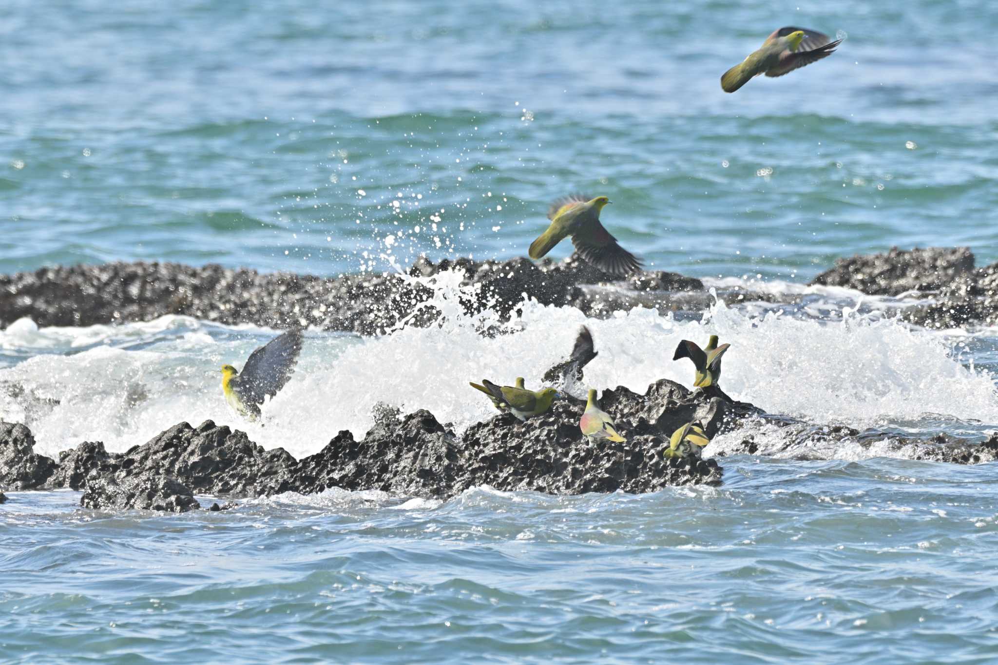 大磯照ヶ崎海岸 アオバトの写真 by Tosh@Bird