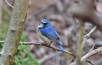 Red-flanked Bluetail 神奈川県 Mon, 3/20/2017