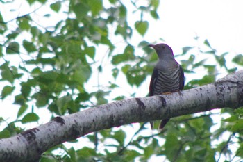 2021年6月19日(土) 西岡公園(西岡水源地)の野鳥観察記録