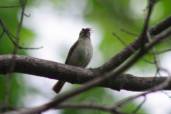 キビタキ 西岡公園(西岡水源地) 2021年6月19日(土)