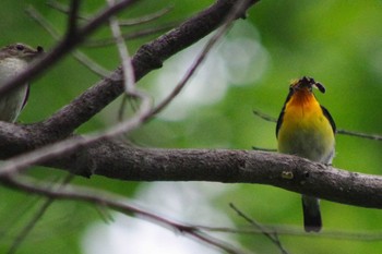 キビタキ 西岡公園(西岡水源地) 2021年6月19日(土)