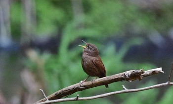 Eurasian Wren 神奈川県 Mon, 3/20/2017