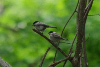 ハシブトガラ 西岡公園(西岡水源地) 2021年6月19日(土)