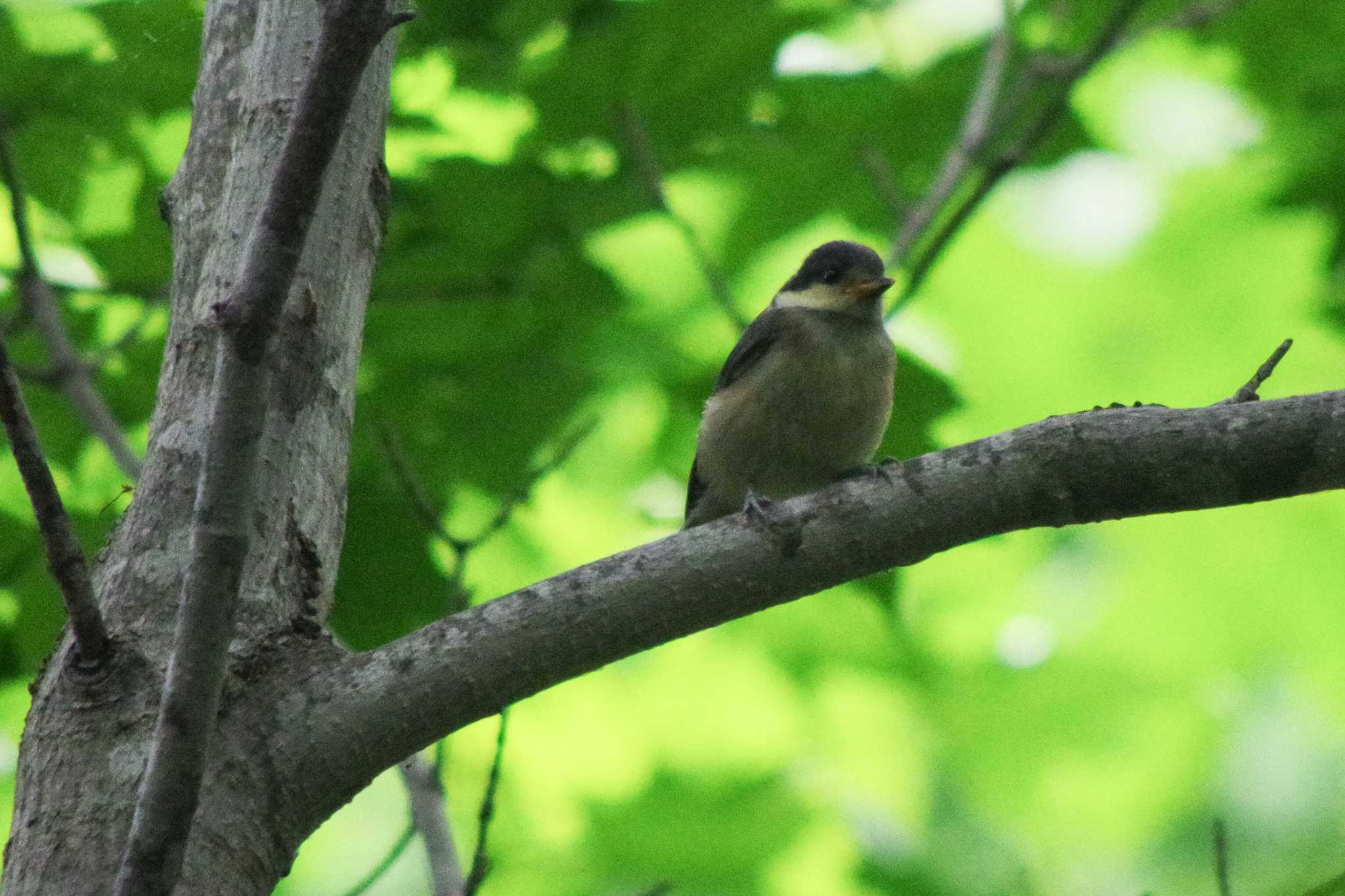 西岡公園(西岡水源地) ハシブトガラの写真 by 98_Ark (98ｱｰｸ)