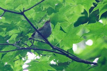 センダイムシクイ 西岡公園(西岡水源地) 2021年6月19日(土)