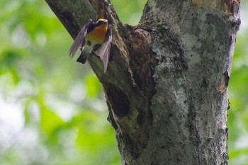 キビタキ 西岡公園(西岡水源地) 2021年6月19日(土)