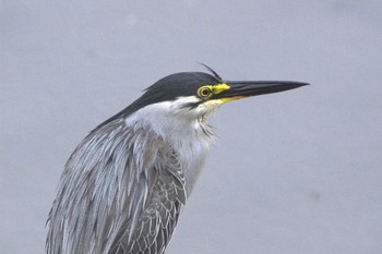 2021年6月19日(土) 東海市名和町一ノ下　35°03'24.6" 136°54'15.7"の野鳥観察記録