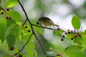 メジロ 西岡公園(西岡水源地) 2021年6月19日(土)