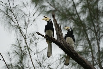 2021年6月19日(土) Hampsted Wetlands Parkの野鳥観察記録