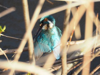 カワセミ 三沢川 2017年3月22日(水)