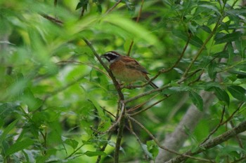 2021年6月19日(土) 福井緑地(札幌市西区)の野鳥観察記録