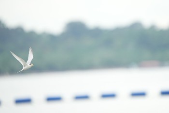 Little Tern Pasir Ris Park (Singapore) Sat, 6/19/2021