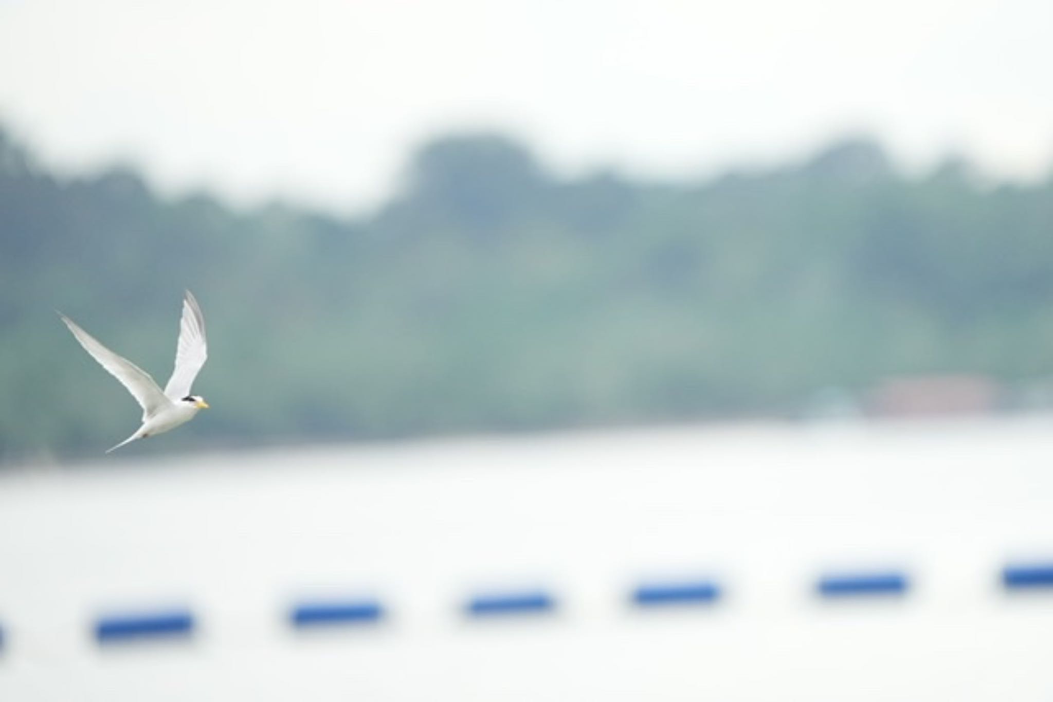 Photo of Little Tern at Pasir Ris Park (Singapore) by T K