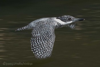 Crested Kingfisher 平成榛原子供のもり公園 Mon, 5/3/2021