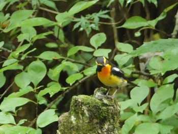 Narcissus Flycatcher 八王子城跡 Wed, 6/16/2021