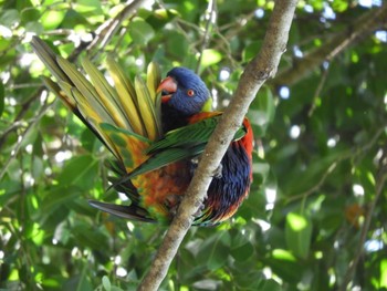 ゴシキセイガイインコ Australia 2019年3月18日(月)