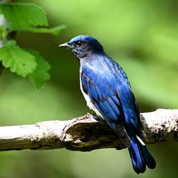 Blue-and-white Flycatcher 丹沢 Sun, 6/13/2021