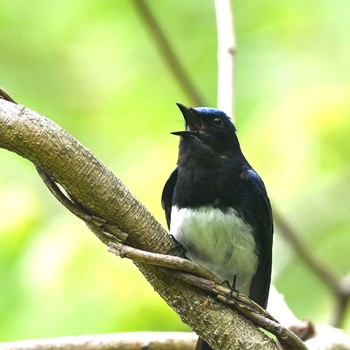 Blue-and-white Flycatcher 丹沢 Sun, 6/13/2021