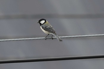 Japanese Tit 相楽園 Sat, 5/15/2021